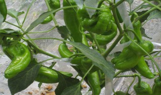 青椒生长在什么季节 青椒的生长季节