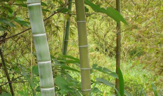 竹子的作用有什么 竹子的主要作用