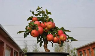 盆栽苹果开花前不能浇水吗为什么 盆栽苹果开花前不能浇水吗