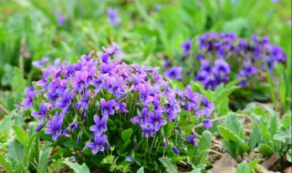 紫花地丁是什么科 紫花地丁是什么