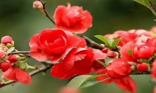 秋海棠的花语及传说 秋海棠的花语是什么?