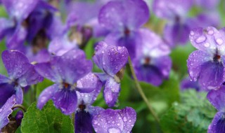 紫罗兰是什么 紫罗兰是什么季节开放的