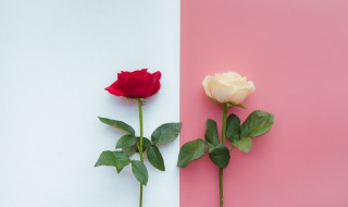 玫瑰的花语是什么 粉玫瑰的花语是什么