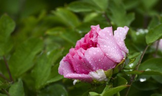 雨后的牡丹怎么形容它 雨后的牡丹怎么形容