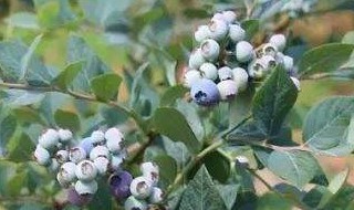 蓝莓湖南可以种植吗 蓝莓湖南可以种植吗冬天