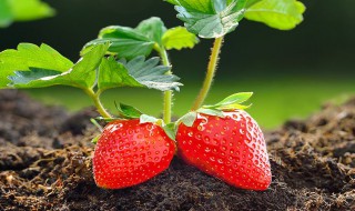 草莓有种子吗那要怎么栽种 草莓有种子吗 是怎么种出来的