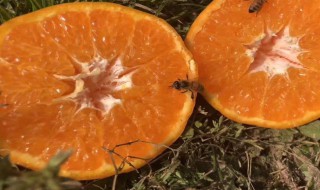 哪些省份可以种植丑橘 中国什么地方产丑橘