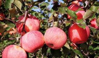 苹果树补钙几月份最好 苹果树补钙几月份最好呢