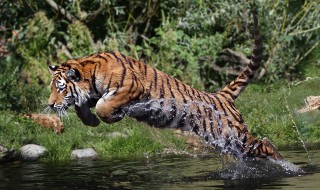 老虎跑起来时速多少 老虎跑的速度是多少