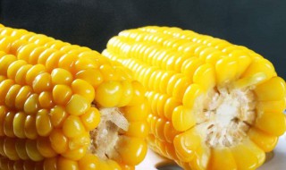 大玉米一根有多重 大玉米一根有多重多少斤