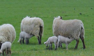 种羊引种技术及注意事项 怎么样引进种羊
