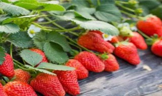 草莓的生长周期注意事项是什么 草莓的生长周期注意事项
