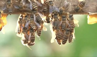 南方的蜜蜂几月分蜂最多 南方的蜜蜂几月分蜂
