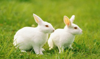 兔子可以吃海苔么 兔子能吃海带么