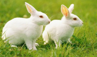 兔子肉能跟绿豆一起吃吗会中毒吗 兔子肉能跟绿豆一起吃吗