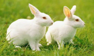 可以喂兔子吃梨吗 可以喂兔子吃梨吗图片