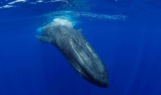 鲸怎样呼吸? 鲸鱼是怎么呼吸的,有水柱