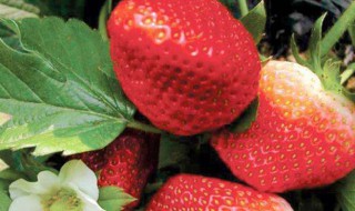 草莓开花可以用尿素吗 草莓开花可以用化肥吗