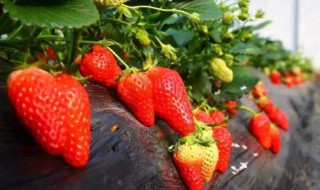 草莓苗几月份栽种最好 草莓几月份种植最好