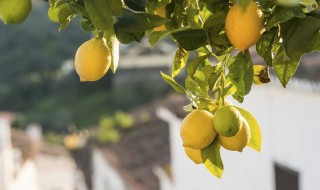 柠檬树不开花不结果要怎样养护好 柠檬树不开花不结果要怎样养护