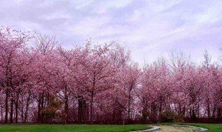 樱花树的栽植季节 樱花树栽植时间