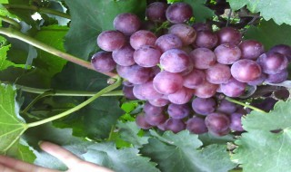 葡萄是哪个季节长的 葡萄是哪个季节长的最多