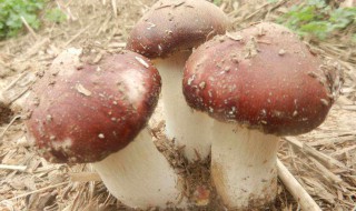 种蘑菇是什么季节 蘑菇啥时候种合适