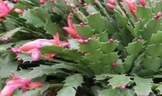 蟹爪兰快开花的时候怎么浇水视频 蟹爪兰快开花的时候怎么浇水