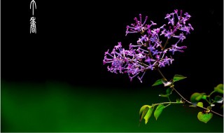 紫丁香开花香吗 紫丁香开花是什么香味