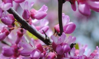 紫藤繁殖方法有哪些 紫藤繁殖方法有哪些呢