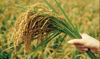 越南一年产几季稻子 越南一年产几季稻