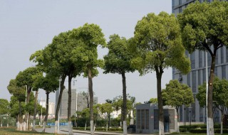 行道树有哪些种类 行道树有哪些种类的