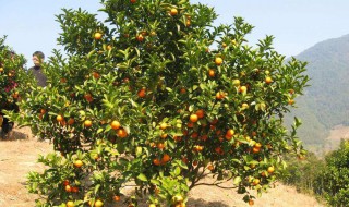 什么地方比较适合种橘子树 什么地方比较适合种橘子