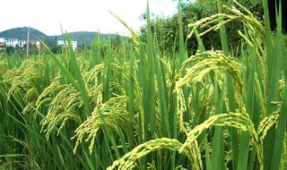 为什么种植早稻 为什么要种早稻