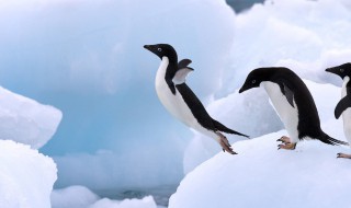 企鹅是南极还是北极的特有动物 企鹅是在南极还是北极