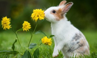 复活节兔子的由来 复活节兔子的由来英文和中文