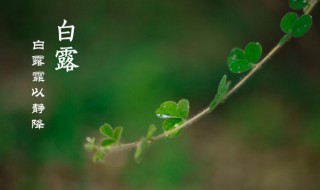 二十四节气中白露节气是什么意思 二十四节气白露过后是什么节气