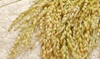 海稻米的吃法 稻米的吃法