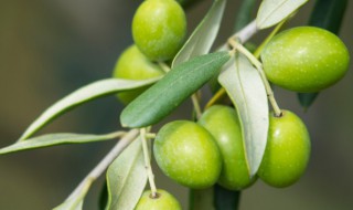 青橄榄能多吃吗有毒吗 青橄榄能多吃吗