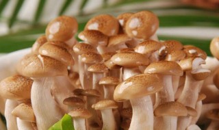 蟹味菇的吃法 蟹味菇的吃法和做法