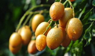 黄皮果怎么吃 黄皮果的功效与作用