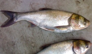 白鲢鱼的吃法 白鲢鱼和花鲢鱼哪个好吃