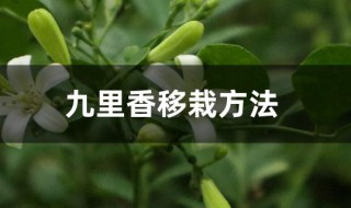 九里香移栽方法（九里香如何移栽）