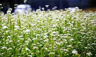 荞麦花的花语是什么（荞麦花的花语是什么韩文）