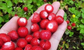 蛇莓 蛇莓有毒吗