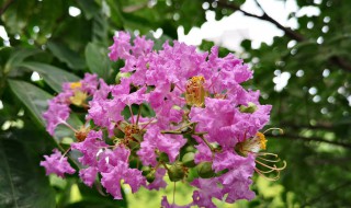 芳香树有什么特点 芳香树有什么特点和作用