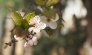 紫叶李花季是什么时候 紫叶李花季是什么时候开花