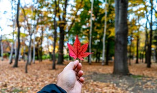 秋天怎么养花（秋天怎么养花龟）