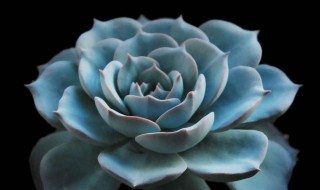 蓝石莲花语是什么 蓝色银莲花的花语