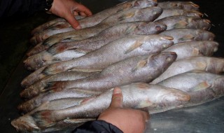 深海米鱼怎么做好吃 米鱼怎么做好吃